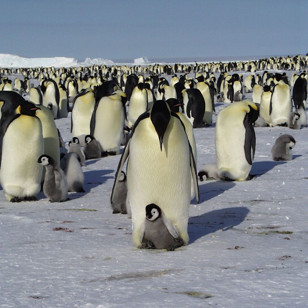 Thomas Becker Pinguine